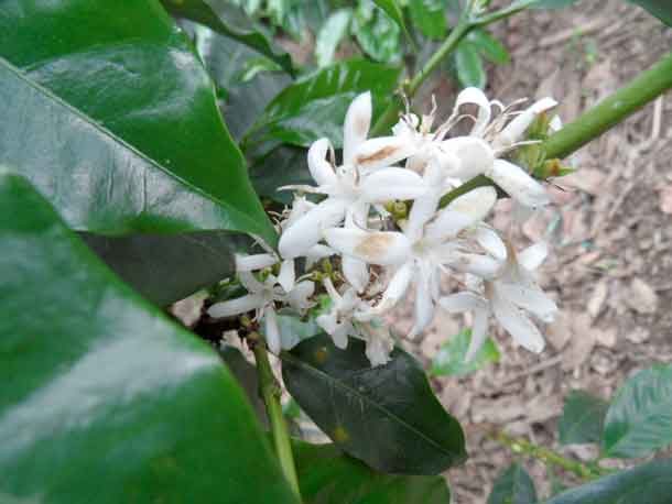 Salento Colombia, Colombian coffee