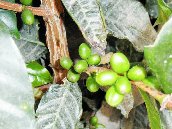 Salento Colombia, Colombian coffee