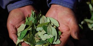 Colombia coca cultivation, Colombia cocaine production