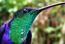 Birdwatching Colombia, Colombia birds