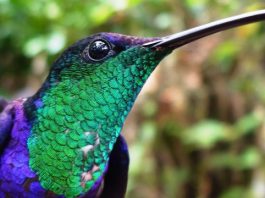 Birdwatching Colombia, Colombia birds