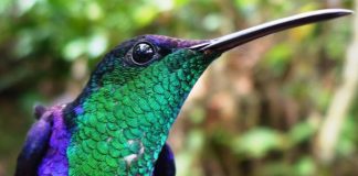 Birdwatching Colombia, Colombia birds