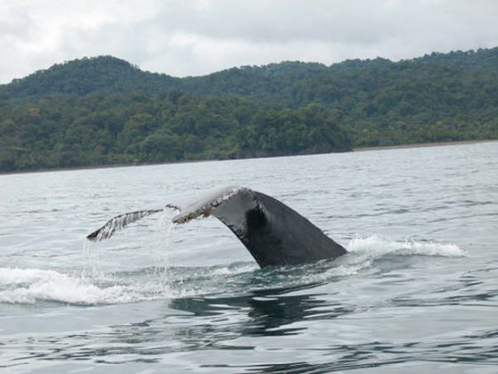Bahia Solano, Whales