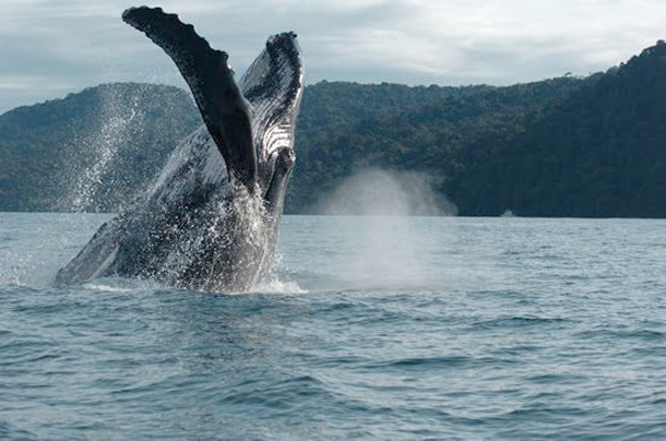 Bahia Solano, Whales