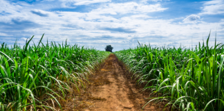 Colombian sugar producers