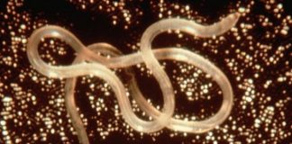 Cancer causing tapeworm
