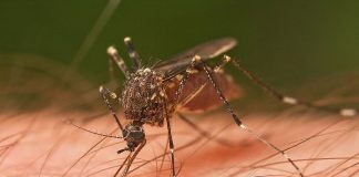 Zika virus Colombia
