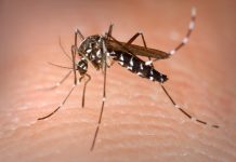 Zika virus Colombia