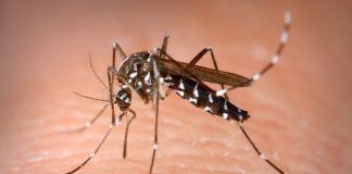 Zika virus Colombia