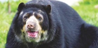 The Andean or spectacled bear