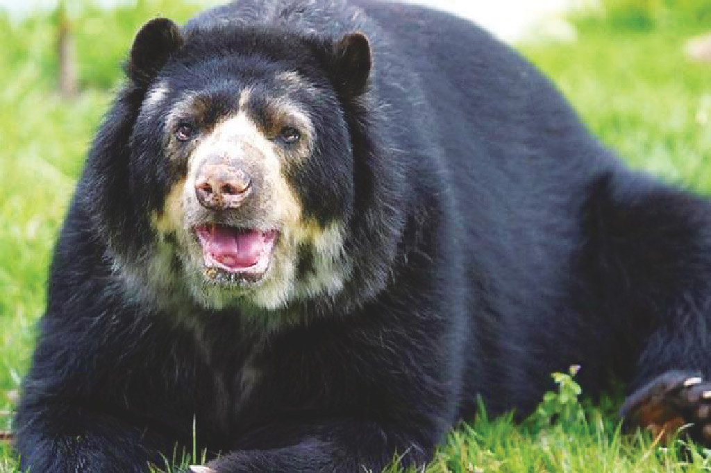 The Andean or spectacled bear