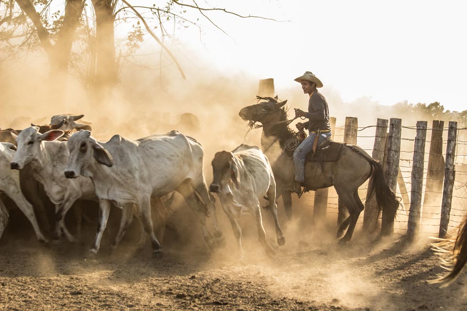 Los Llanos