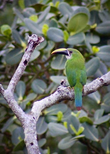 Chicaque National Park