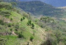 Colombia coca production