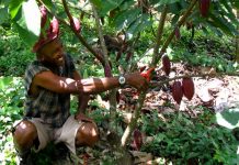 cacao Colombia, cocoa Colombia