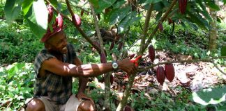 cacao Colombia, cocoa Colombia