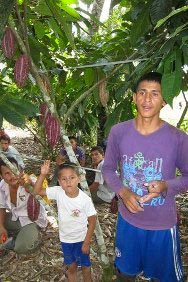 cacao Colombia, cocoa Colombia