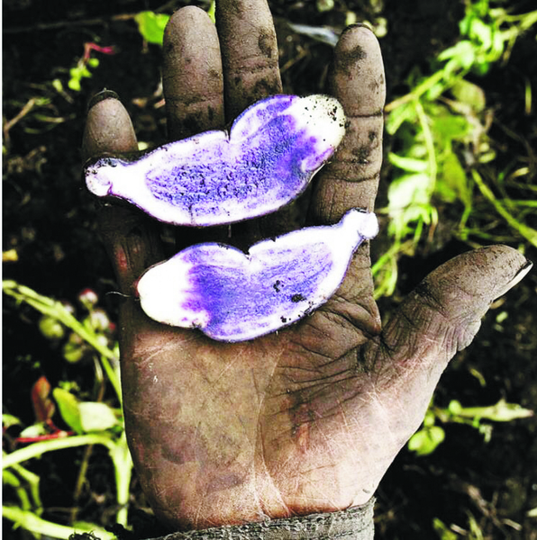 60 Nativas Bogotá, native potato Colombia