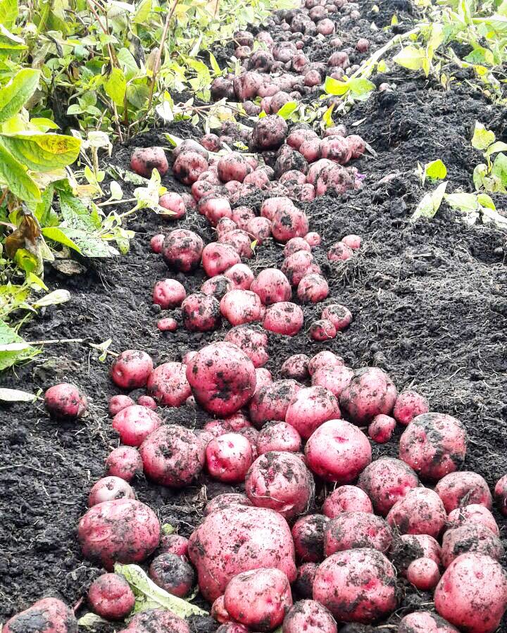 60 Nativas Bogotá, native potato Colombia