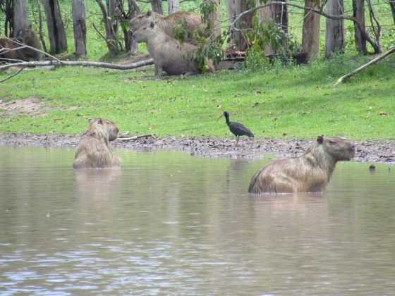 Casanare Colombia
