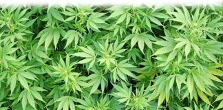 Medicinal Cannabis