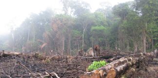 Deforestation Amazon Colombia