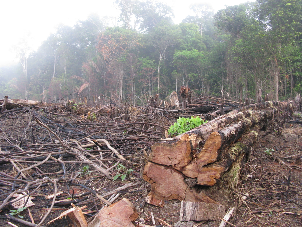 Deforestation Amazon Colombia