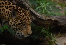 Jaguar Conservation Chiribiquete Colombia