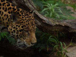 Jaguar Conservation Chiribiquete Colombia