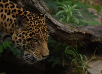 Jaguar Conservation Chiribiquete Colombia
