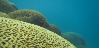 Coral reefs