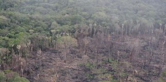 Deforestation