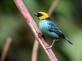 Saffron-crowned tanager ( yellow head and blue body)