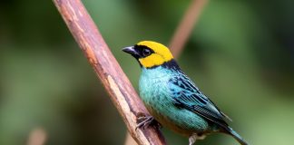 Saffron-crowned tanager ( yellow head and blue body)