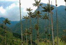 The wax palms of the Valle de Cocora