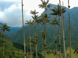 The wax palms of the Valle de Cocora
