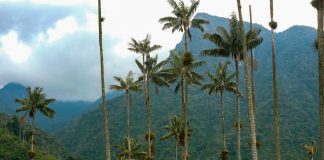 The wax palms of the Valle de Cocora