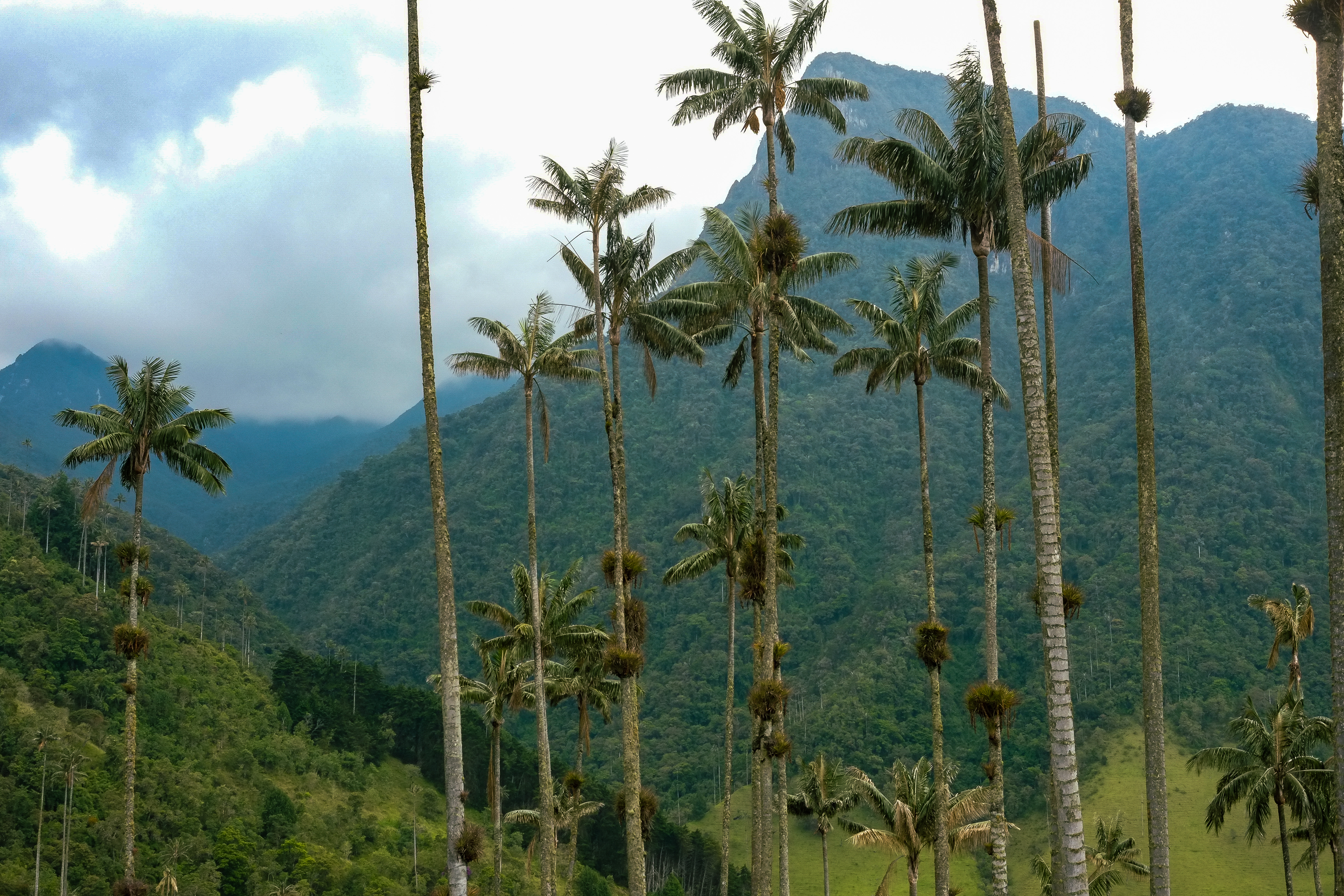 The wax palms of the Valle de Cocora