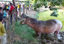 A Narcohippo