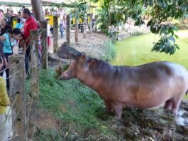 A Narcohippo