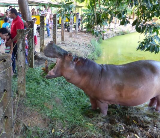 A Narcohippo