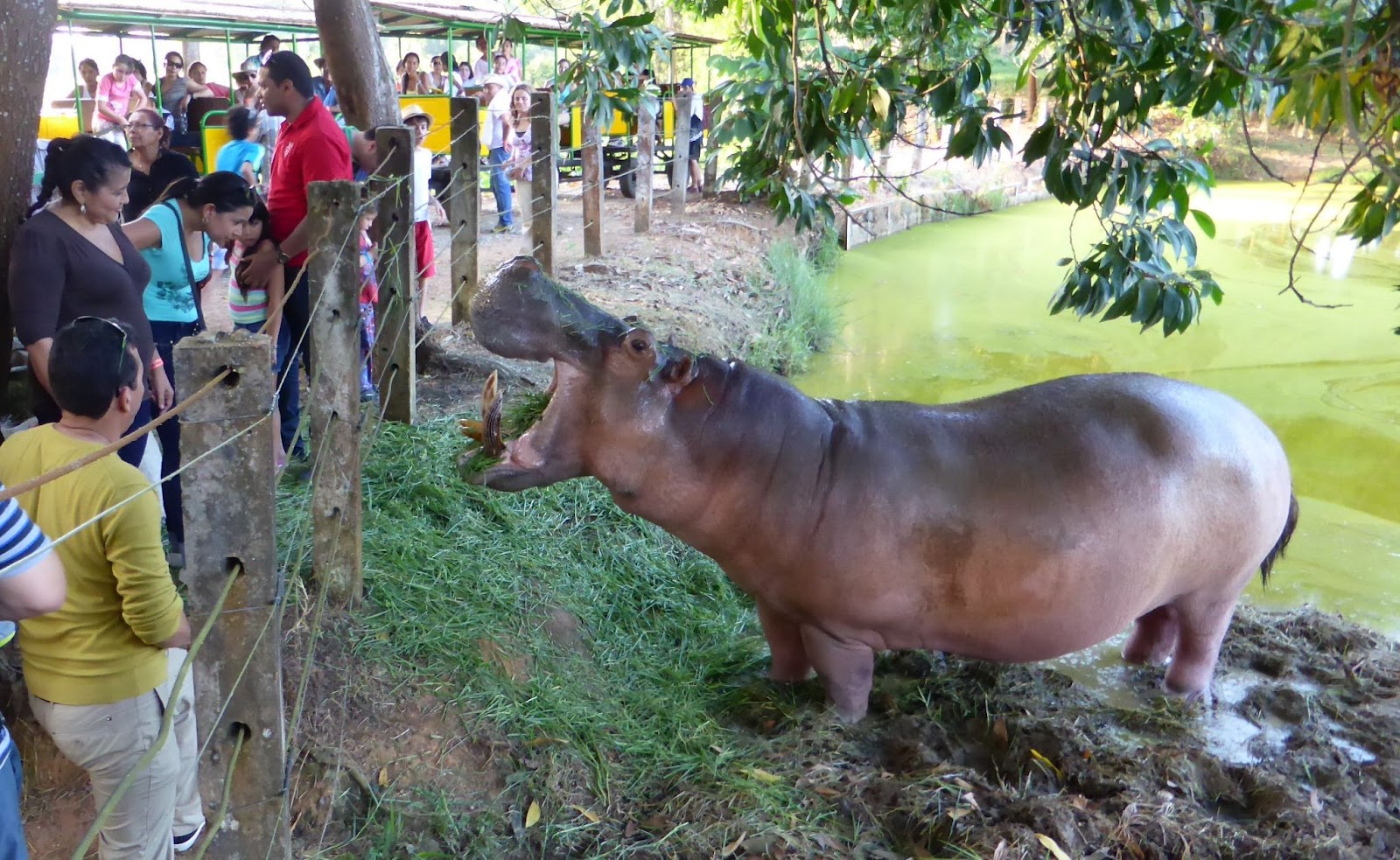 A Narcohippo