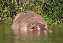 Narcohippo wallowing in river