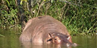 Narcohippo wallowing in river