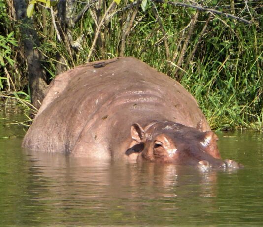 Narcohippo wallowing in river