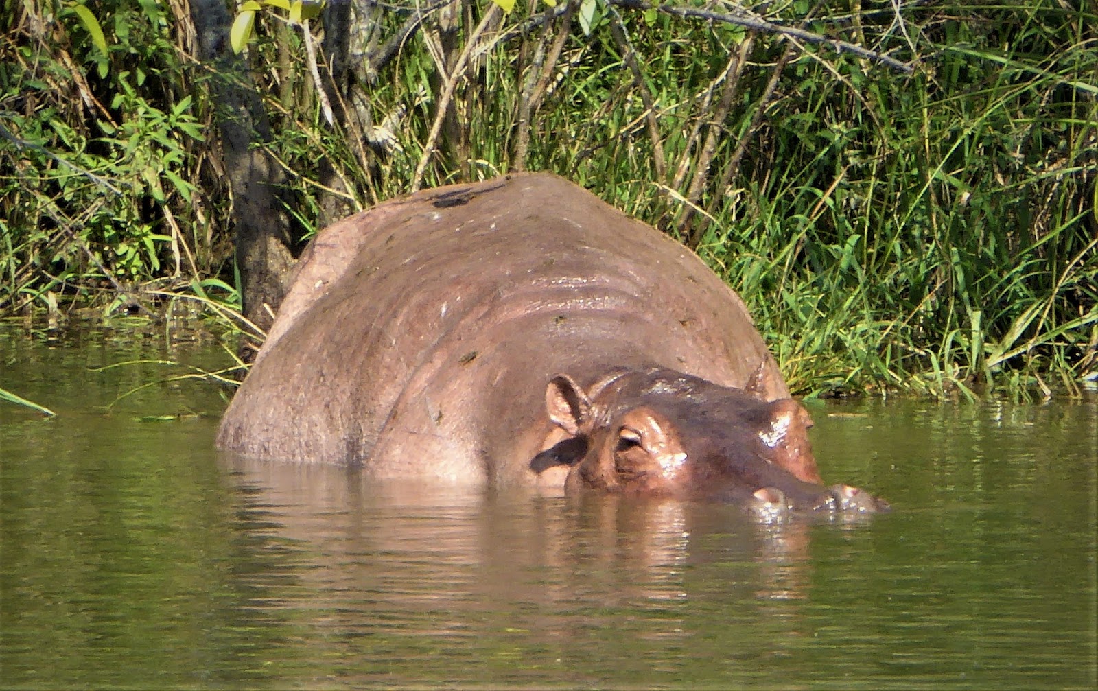 Narcohippo wallowing in river