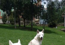 Happy huskies in Park for article on Expopet 2023
