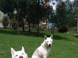 Happy huskies in Park for article on Expopet 2023