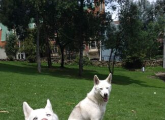 Happy huskies in Park for article on Expopet 2023